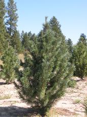 Vanderwolf Pine